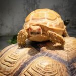 Albino Sulcata tortoise FOR SALE