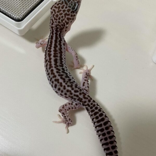 Mack Super Snow Leopard gecko FOR SALE