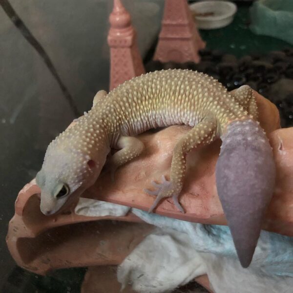 Leucistic Leopard gecko for sale