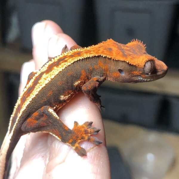 Halloween Crested gecko for sale