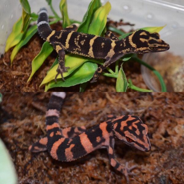 Japanese Cave gecko