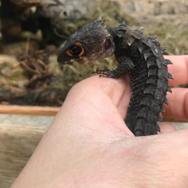 red eyed crocodile skink