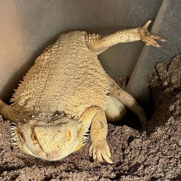 witblit bearded dragon for sale
