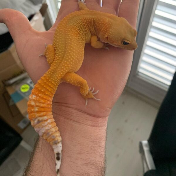 carrot tail leopard geckos