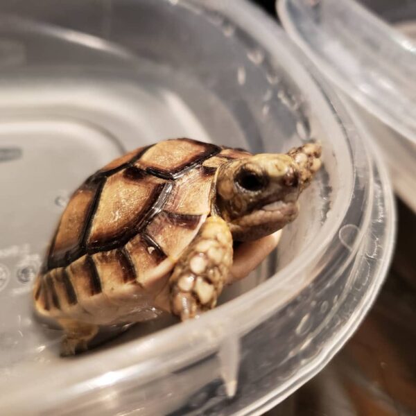 Moroccan Greek tortoises