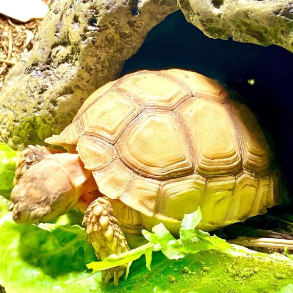 HET Ivory Sulcata tortoise for sale