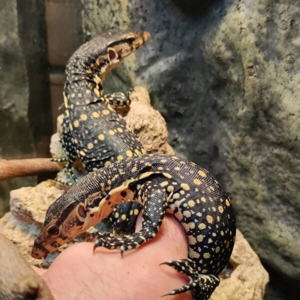 Baby Salvator Water Monitors (USA Captive Bred)