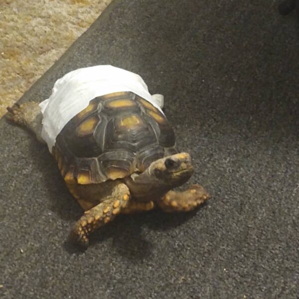 Yellow foot tortoise for sale