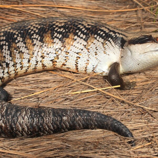 Eastern blue tongue skinks