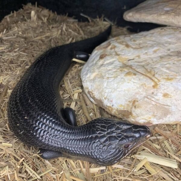 Hyper Melanistic Blue Tongue Skink FOR SALE