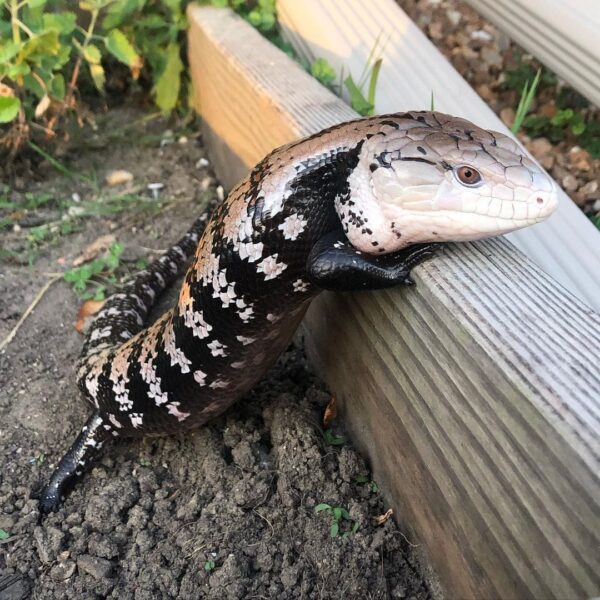 Indonesian Blue-tongued skinks