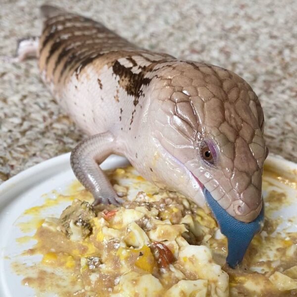 Blue Tongue Skink